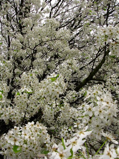 Spring White Pear Tree Trees Free Nature Pictures By Forestwander