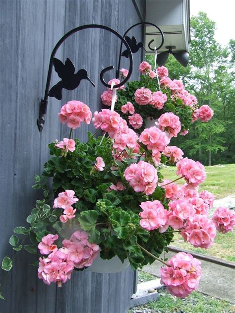 Pink Carnation Hanging Basket With Rod Iron Bracket Geranium Hanging