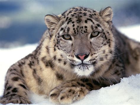 Wallpaper Snow Leopard Big Cat Color Predator 1600x1200 Goodfon