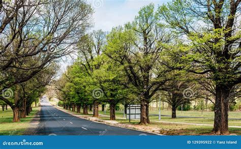Spring Green Trees Park Road Perspective Green Alley Tree Rows Stock
