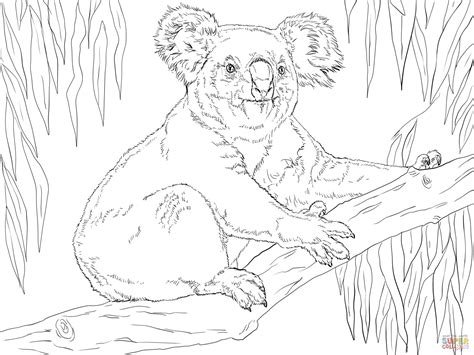 Ausmalbild Koala Auf Einem Ast Ausmalbilder Kostenlos Zum Ausdrucken
