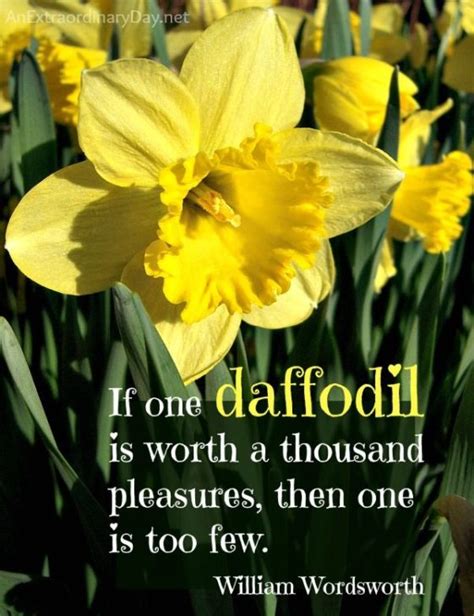 Collection 27 Daffodil Quotes And Sayings With Images
