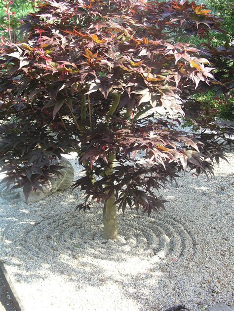 Japanische gärten mit holzbodenbelege japan entwickelt eine wahrnehmung von schönheit. Gestaltungstipps für Japanische Gärten - Mein schöner Garten