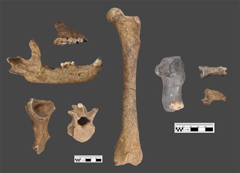 The Curious Case Of Ancient Bear Bones At A Mississippi Dig Site Penn