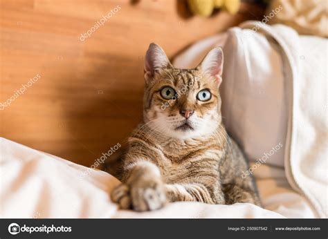Funny Tabby Cat Stock Photo By ©elwynn 250907542