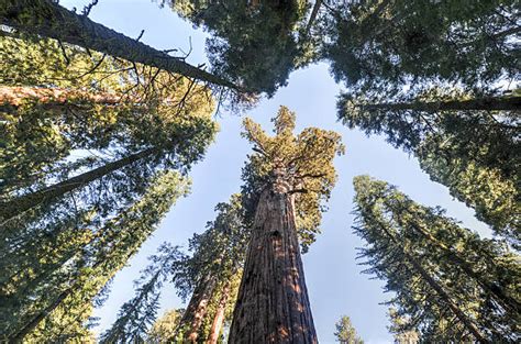 General Sherman Tree Location Stock Photos Pictures And Royalty Free