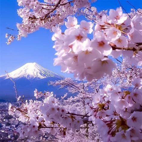893 Mt Fuji Seen Through Cherry Blossoms Again April 152016 739am