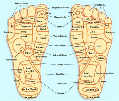 Pressure Point Layout Massage Pressure Points Foot Pressure Points Reflexology