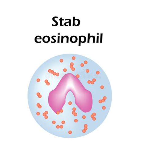 Eosinophil Structure Eosinophil Blood Cells White Blood Cells