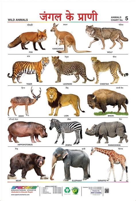 Animals Name In Hindi And English With Photo Message