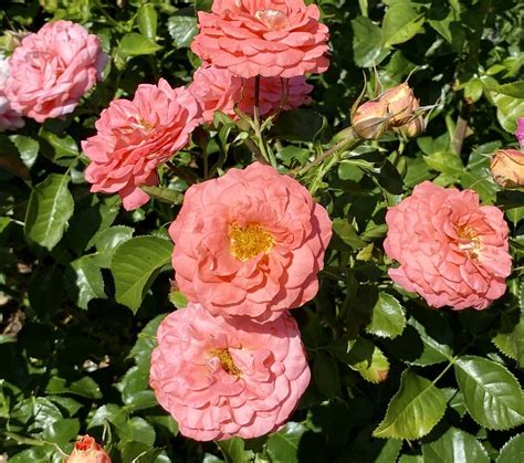 Rose Rosa Summer Sun In The Roses Database