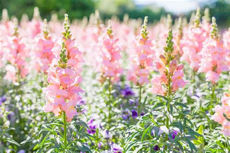 How To Grow Snapdragons From Seed Gardeners Path