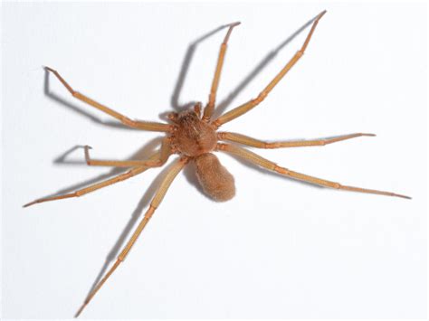 Treating A Brown Recluse Bite With Upmost Care And Urgency