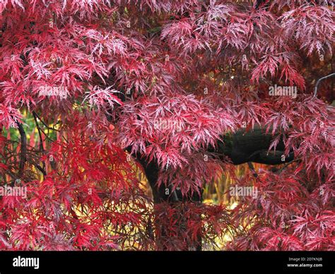 Red Japanese Maple Tree In Autumn Stock Photo Alamy