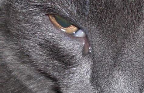 cat eye discharge watery crusty cat eye boogers remedy cat eye discharge cats cat eye
