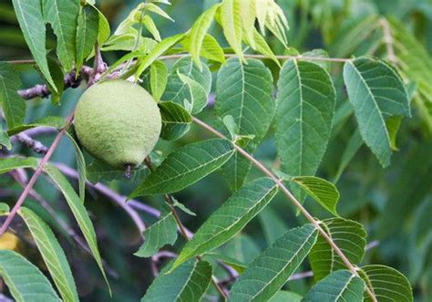 20 Edible Companion Plants For Black Walnuts Black Walnut Tree Walnut Tree Black Walnuts
