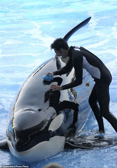 Orlando Seaworld Orca Kayla Dies Aged 30 Just Two Days After Mystery