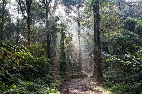 50 Essential Amazon Rainforest Facts You Have To Know Now