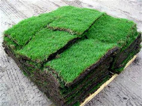 This species is also known for its tolerance of salty and alkaline soils. St. Augustine Sod Zoysia Schertz TX - Buy Sod Grass for Delivery | Zoysia Installation in San ...