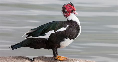 Muscovy Duck Overview All About Birds Cornell Lab Of Ornithology