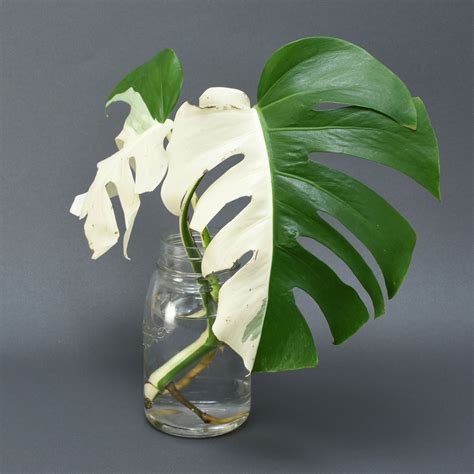 Shop a huge online selection at ebay.com. Variegated Monstera Albo Borsigiana Cutting 001 - KOMOREBI ...