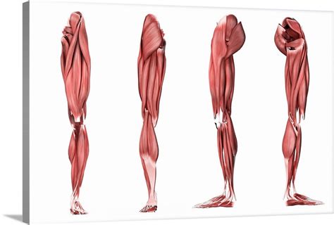 Medical Illustration Of Human Leg Muscles Four Side Views Wall Art