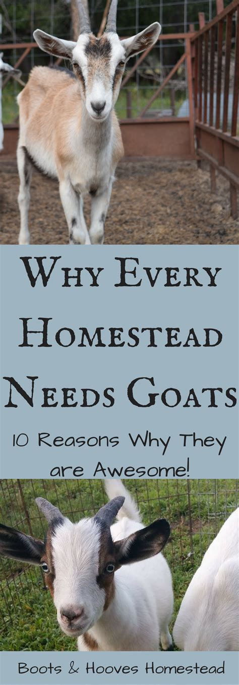 Why Every Homestead Needs Goats 10 Reasons Why Goats Are Awesome