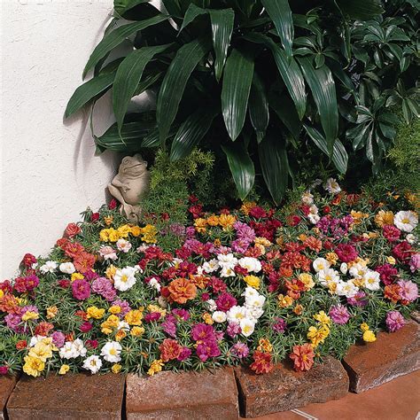 Grow in a hanging basket, a tub as bedding plants, or. Portulaca - Bonnie Plants