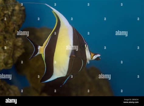 Moorish Idol The Type Of Fish Known As Gill In Finding Nemo Stock Photo
