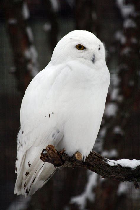 White Owl Wallpapers Top Free White Owl Backgrounds Wallpaperaccess