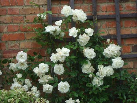 Pin By Busy Yummy Mummy On Flowers Rose Seeds Climbing Roses Bonsai