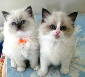 Compared to other felines, ragdoll cats are intelligent cats. Ragdoll Kittens Gallery | Ragdoll Cats and Kittens ...