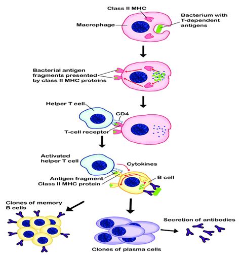 Mechanism Of B Cell Activation And Maturation By Helper T Cell Th Download Scientific Diagram