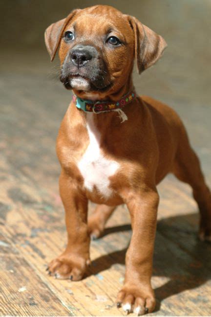 We did not find results for: Boxer/Mastiff/Pitbull | Doggies | Pinterest | Boxers, Puppys and Boxer Mix