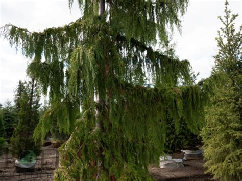 Weeping Alaskan Cypress Bold Outdoors