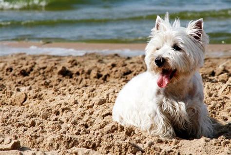 9 Facts About West Highland White Terriers Westie Dogs West Highland