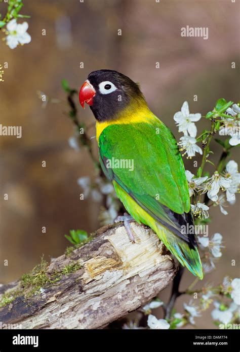 Masked Lovebird Agapornis Personata Stock Photo Image Hot Sex Picture