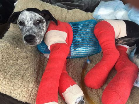 Despite Full-Body Cast, Recovering Dog Still Wags His Tail ...
