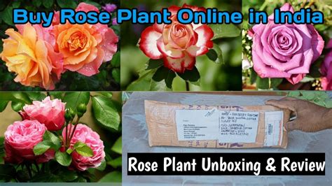 Buy Rose Plant Online In India Rose Plant Unboxing Youtube