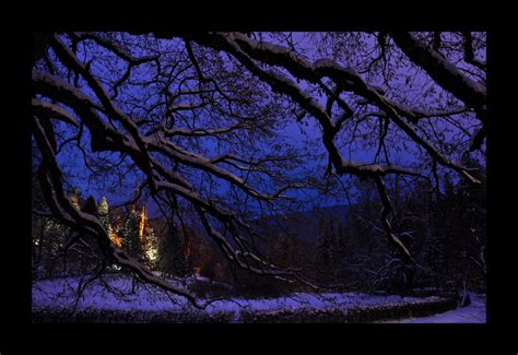 Free Images Tree Forest Branch Mountain Winter Light