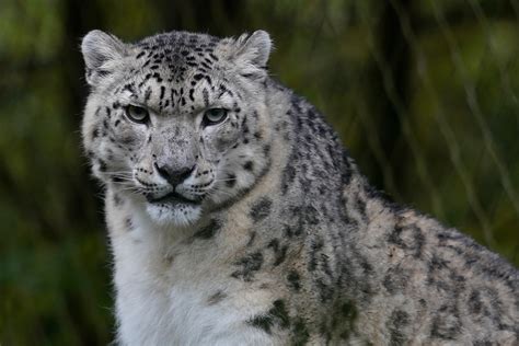 Snow Leopard Panthera Uncia Marwell Zoo