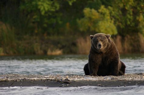Bear Watching In Katmai National Park And Preserve Katmai National