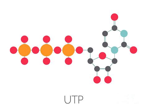 Uridine Triphosphate Nucleotide Molecule Photograph By Molekuul Science
