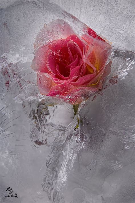 Frozen Flowers Ice Rose Ice Photography Photography Projects