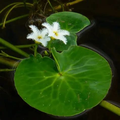 How To Plant And Grow Water Snowflake Nymphoides Indica Pond Informer