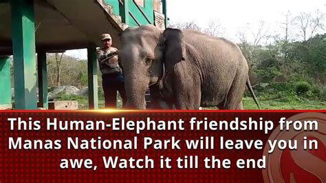 This Human Elephant Friendship From Manas National Park Will Leave You
