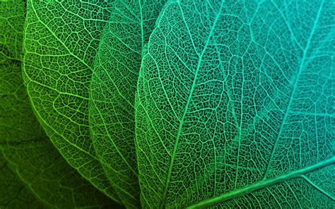 Leaf Macro Stock Hd Nature 4k Wallpapers Images