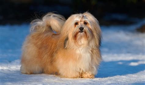 Havanese Dogs The Good And The Bad About This Dog Breed K9 Web