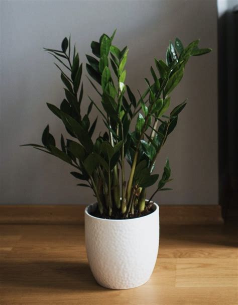The Top Five Plants For Windowless Bathrooms Shade Plants