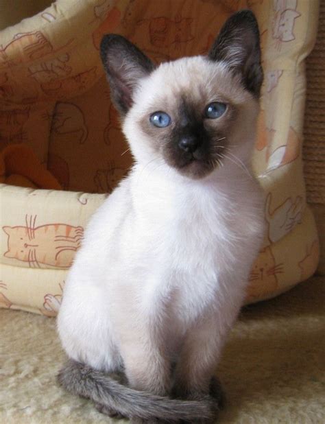 Baby Siamese Cats 34 Pictures Cats Siamese Cats Siamese Kittens